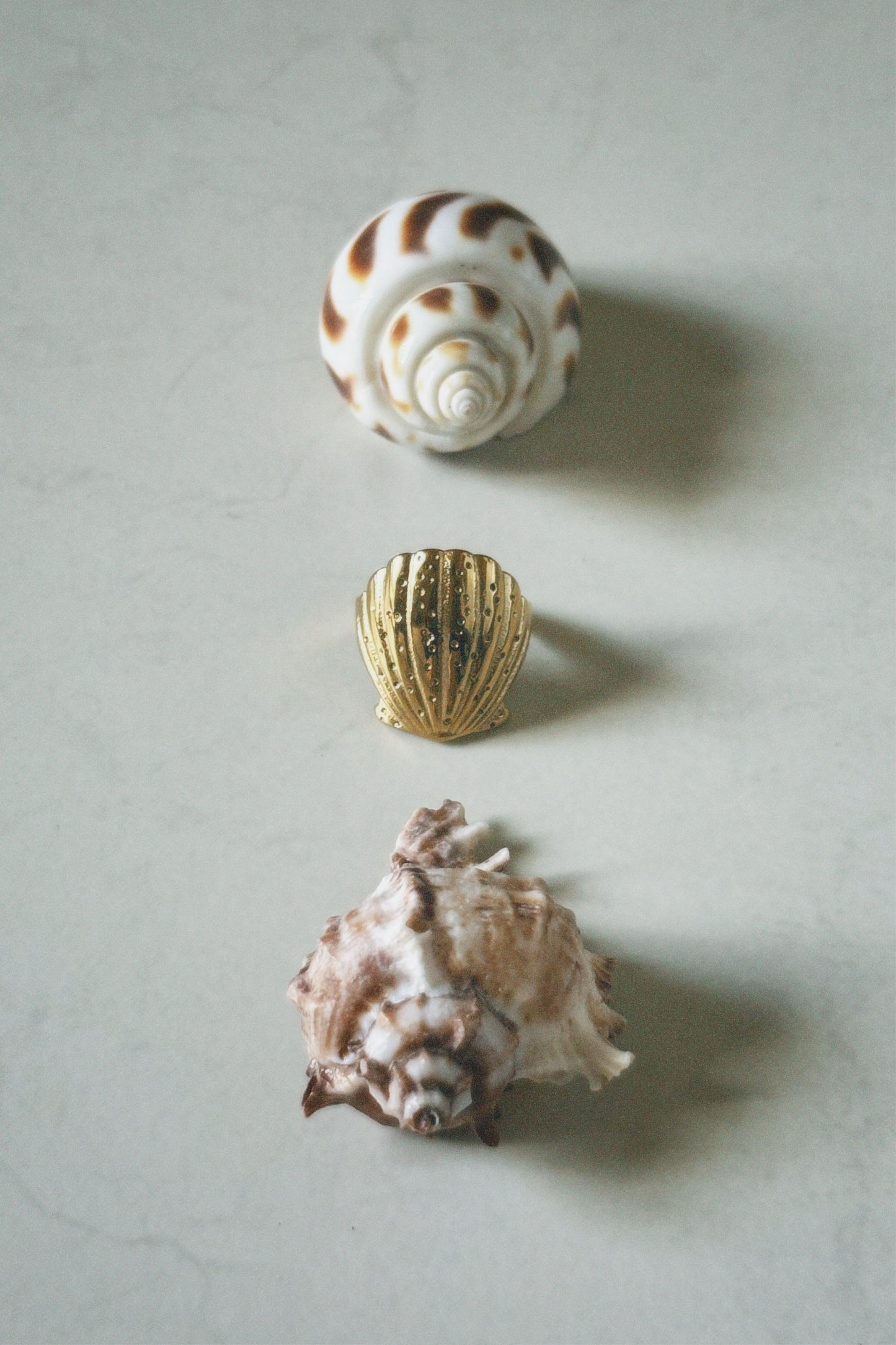 SEASHELL